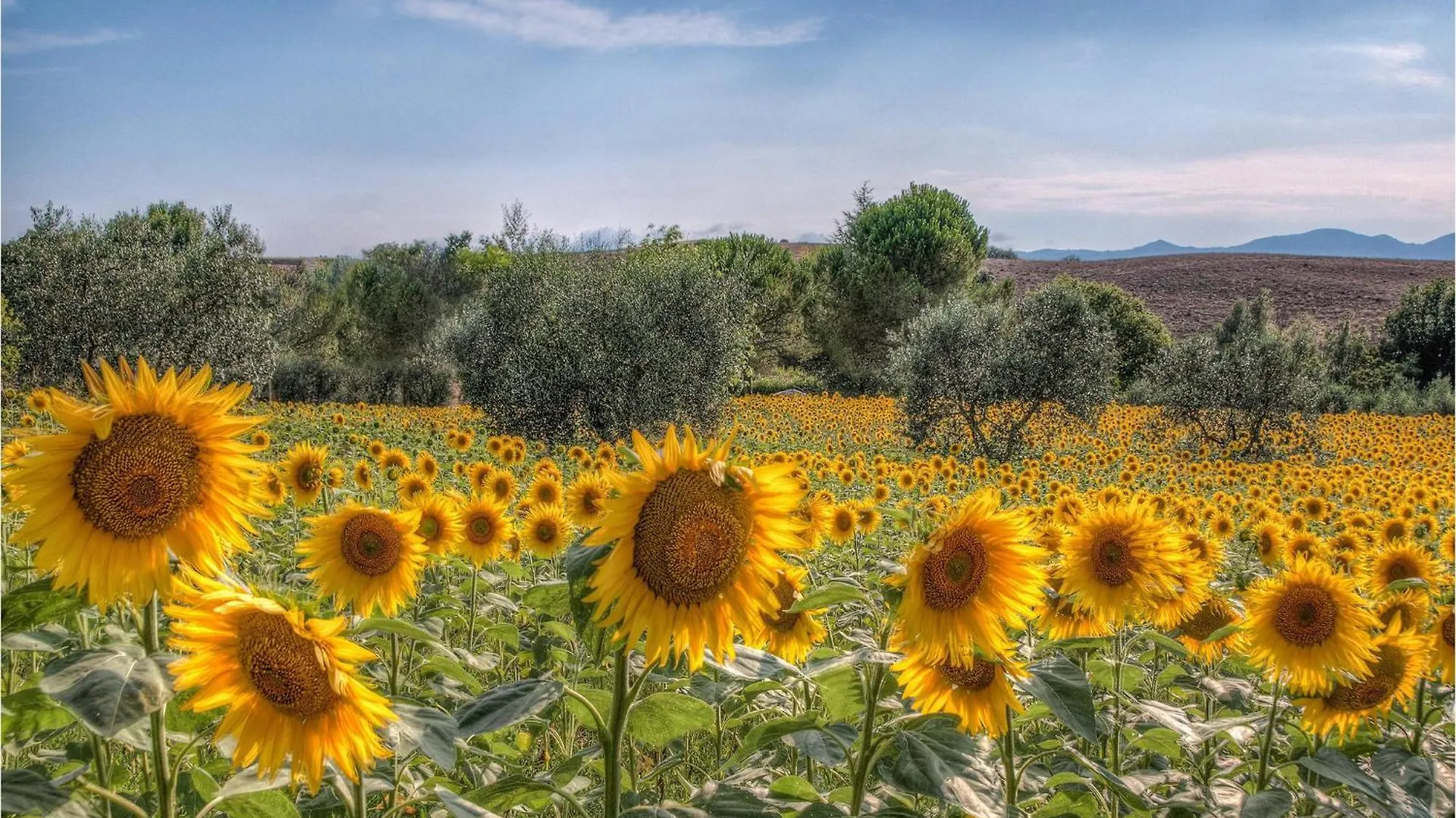 Castagneto Villa Ghizzano Holiday home